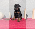 Small Photo #17 Doberman Pinscher Puppy For Sale in GOSHEN, IN, USA