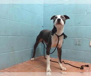 American Pit Bull Terrier Dogs for adoption in Downey, CA, USA