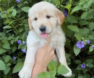 Golden Retriever Puppy for sale in CLOVERDALE, CA, USA