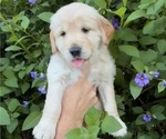 Small Golden Retriever