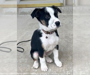 Border Collie-Unknown Mix Dogs for adoption in Genesee, WI, USA