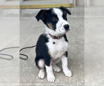 Small Border Collie Mix