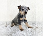 Small #3 Australian Cattle Dog