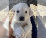 Small Photo #4 English Cream Golden Retriever Puppy For Sale in HOCKLEY, TX, USA
