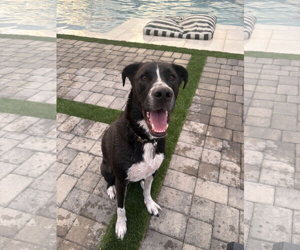 Medium Photo #2 Labrador Retriever-Unknown Mix Puppy For Sale in Chandler, AZ, USA