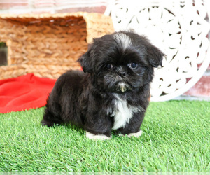 Shih Tzu Puppy for sale in SYRACUSE, IN, USA