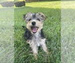 Small Photo #4 Morkie Puppy For Sale in LEBANON, MO, USA