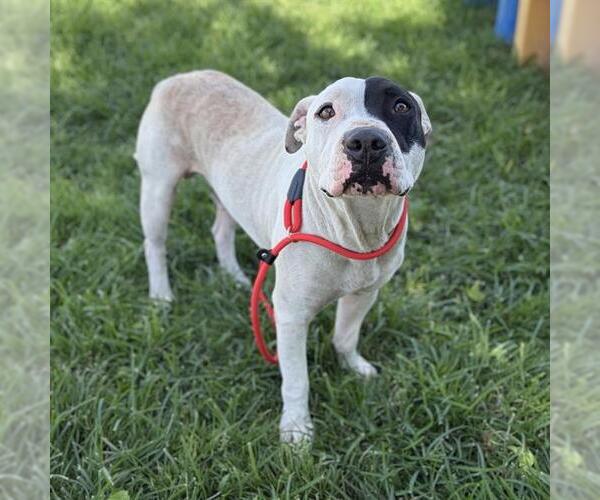Medium Photo #1 Mutt Puppy For Sale in Modesto, CA, USA