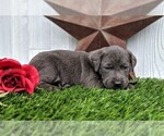 Small Photo #5 Labrador Retriever Puppy For Sale in LANCASTER, PA, USA