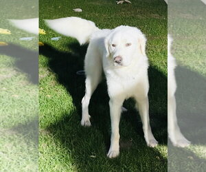 Gus - Male Great Pyrenees-Unknown Mix Dog for Adoption - Photo #2