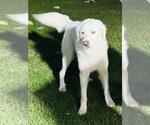Small Photo #2 Great Pyrenees-Unknown Mix Puppy For Sale in Mundelein, IL, USA