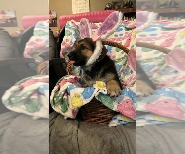 Medium Photo #3 German Shepherd Dog Puppy For Sale in LAKE CITY, FL, USA