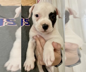 American Bulldog Puppy for Sale in MILLS RIVER, North Carolina USA