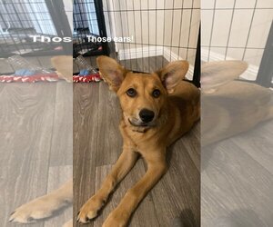 Australian Shepherd-Unknown Mix Dogs for adoption in Phoenix, AZ, USA