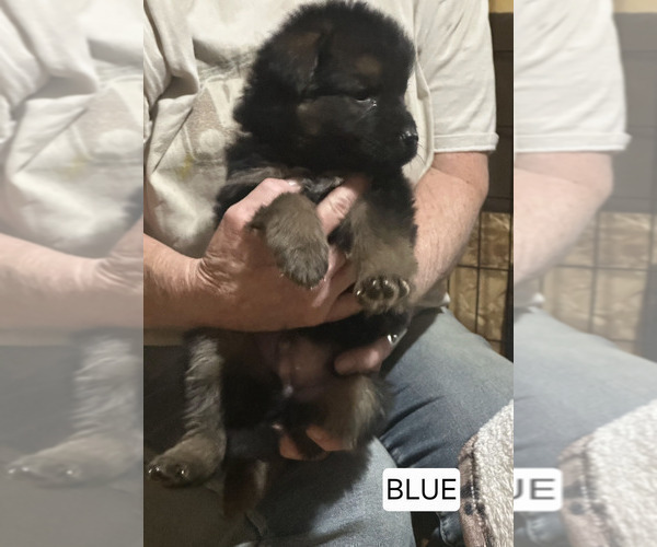 Medium Photo #2 German Shepherd Dog Puppy For Sale in LA FAYETTE, NY, USA