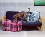 Small #13 German Shorthaired Pointer-Treeing Walker Coonhound Mix