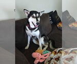 Small #2 Siberian Husky Mix