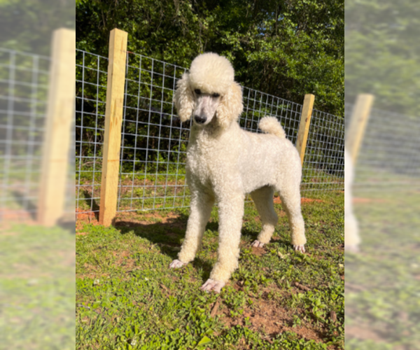 Medium Photo #1 Poodle (Standard) Puppy For Sale in Pacolet, SC, USA