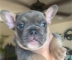 Puppy 2 French Bulldog