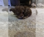 Small Photo #12 Mal-Shi Puppy For Sale in DINWIDDIE, VA, USA