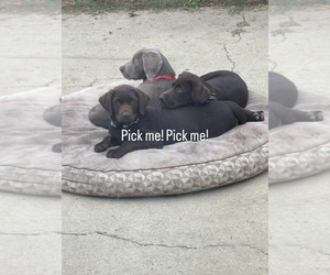 Labrador Retriever Puppy for sale in SANTA MARIA, CA, USA