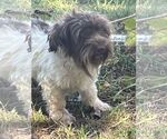 Small #5 Havanese