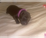 Small Photo #16 Labrador Retriever Puppy For Sale in JUNCTION CITY, OR, USA