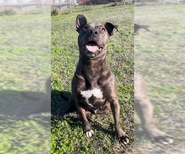 Medium Photo #2 Staffordshire Bull Terrier Puppy For Sale in Rosenberg, TX, USA