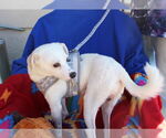 Small #3 Italian Greyhuahua