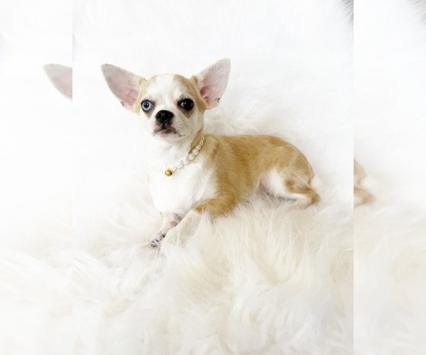 Medium Photo #1 Chihuahua Puppy For Sale in SACRAMENTO, CA, USA