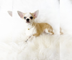 Chihuahua Puppy for sale in SACRAMENTO, CA, USA