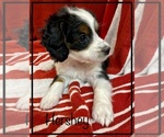 Small Photo #2 Miniature Bernedoodle Puppy For Sale in STONE CREEK, OH, USA