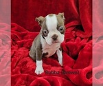 Puppy Bubba Brown Boston Terrier