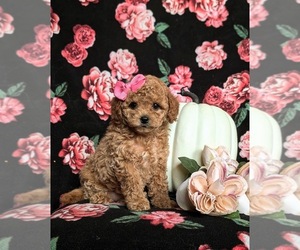 Cavapoo Puppy for sale in STEWARTSTOWN, PA, USA