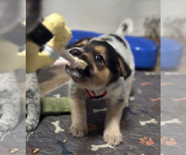 Medium Photo #4 Mutt Puppy For Sale in Garden City, NY, USA