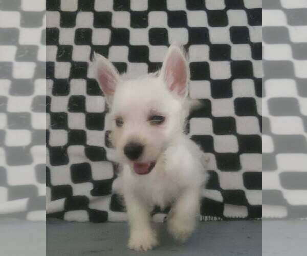 Medium Photo #1 West Highland White Terrier Puppy For Sale in MOUNTAINBURG, AR, USA