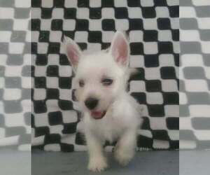 West Highland White Terrier Puppy for sale in MOUNTAINBURG, AR, USA