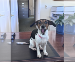 Small Photo #2 Dachshund-Unknown Mix Puppy For Sale in Weston, FL, USA
