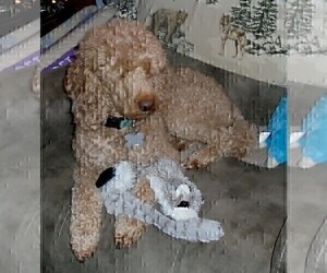 Father of the Poodle (Miniature) puppies born on 07/07/2022