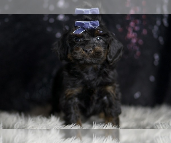 Medium Photo #3 YorkiePoo Puppy For Sale in WARSAW, IN, USA