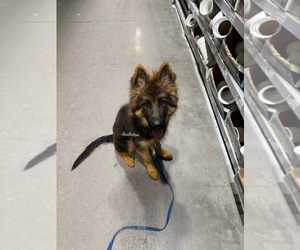 German Shepherd Dog Puppy for Sale in MORRILTON, Arkansas USA