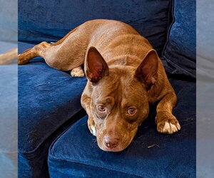 Annie Lou - Female Mutt Dog for Adoption - Photo #15