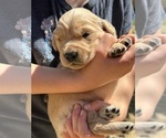 Small Photo #20 Golden Retriever Puppy For Sale in AMITY, AR, USA