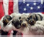 Small Photo #1 Dachshund Puppy For Sale in ABBEVILLE, LA, USA