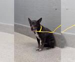 Small Chihuahua Mix