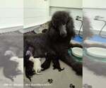 Small Photo #9 Poodle (Standard) Puppy For Sale in BROOKSVILLE, FL, USA