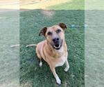 BENSON - Male Shepradors Dog for Adoption - Small photo