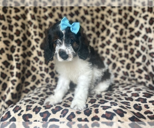 Medium Photo #2 Cock-A-Poo Puppy For Sale in LAKELAND, FL, USA