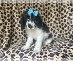 Small Photo #2 Cock-A-Poo Puppy For Sale in LAKELAND, FL, USA
