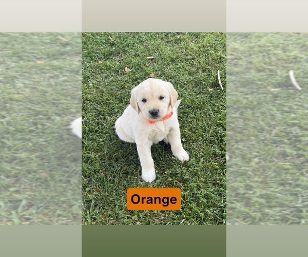 Medium Photo #31 Golden Retriever Puppy For Sale in FAYETTEVILLE, TN, USA